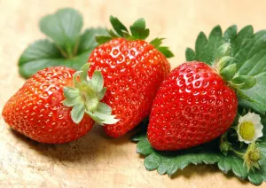 Albion Everbearing Strawberry 50 Bare Root Plants - New! Extra Large & Sweet