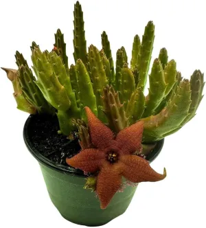 BubbleBlooms Stapelia Schinzii, 4 inch Rare Huernia, Stapeliad Orbea Unique Flowering Asclepiads