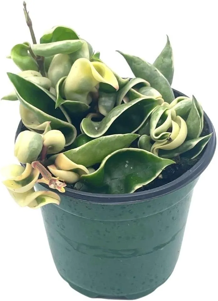 BubbleBlooms Variegated Hindu Rope, Hoya Compacta Carnosa, in a 4 inch Pot