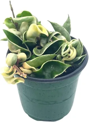 BubbleBlooms Variegated Hindu Rope, Hoya Compacta Carnosa, in a 4 inch Pot