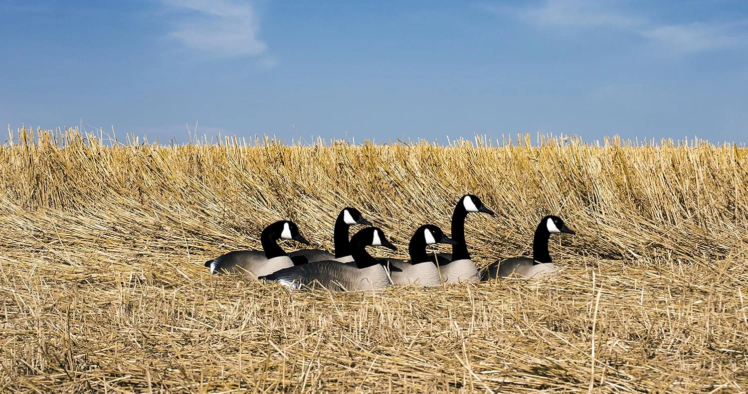 Higdon Outdoors Half Shell Goose Decoys for Waterfowl Hunting | Realistic & Stackable for Optimal Storage | Variety of Sizes and Species: Canada/Specklebelly/Blue/Snow/Sleeper/Full-Size/Magnum | 6pk